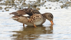 DSCN1782：オカヨシガモ（メス）