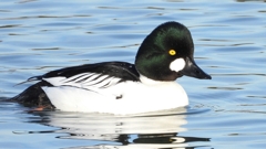 DSCN2489：ホオジロガモ（オス）