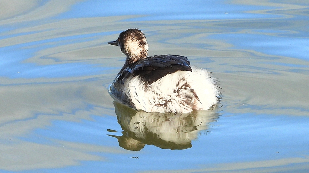 DSCN8000：ハジロカイツブリ