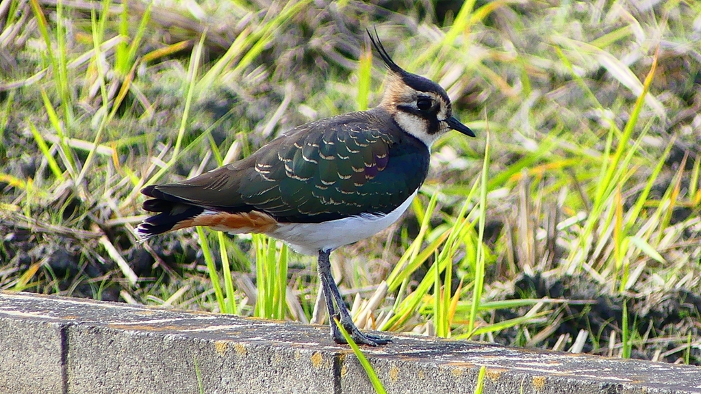 P2340807：タゲリ