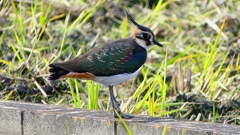 P2340807：タゲリ