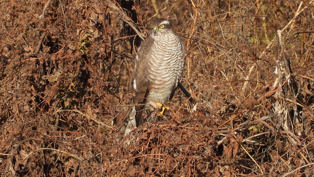 DSCN5410：ハイタカ