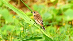 P2290428：ノビタキ