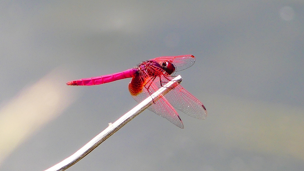 P2290115：ベニトンボ（オス）