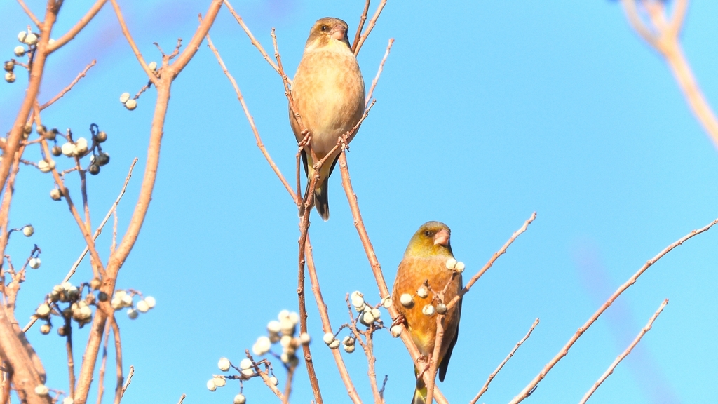 DSCN6527：カワラヒワ