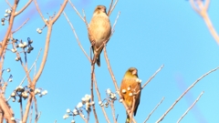 DSCN6527：カワラヒワ