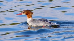 P2390182：カワアイサ（メス）