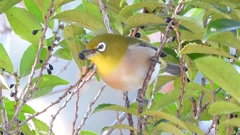 DSCN8301：メジロ