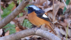 DSCN9077：ジョウビタキ（オス）