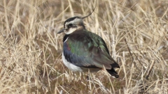 DSCN2760：タゲリ