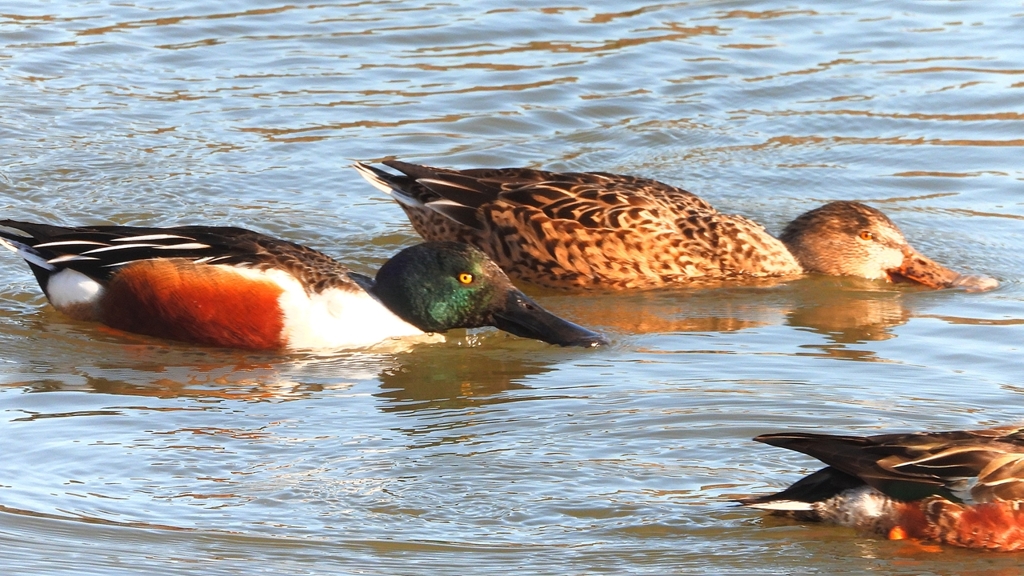 DSCN7034：ハシビロガモ