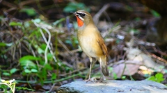 P2310056：ノゴマ（オス）