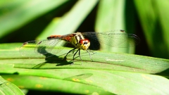 P2250783：マユタテアカネ（オス）