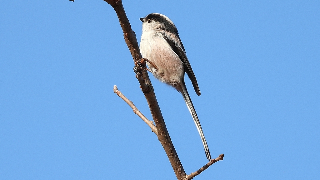 DSCN5992：エナガ