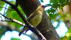 P2320417：キビタキ（メス）