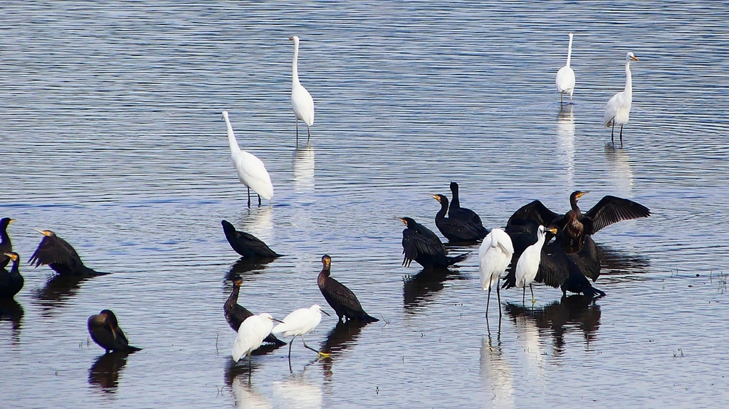 P2360828：カワウ他