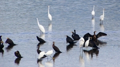 P2360828：カワウ他