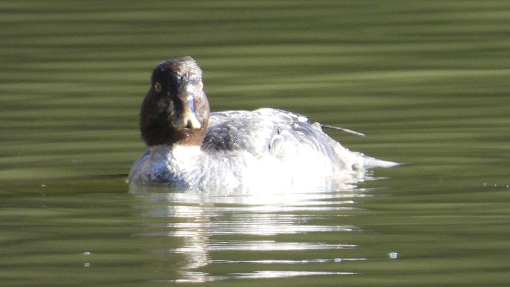 DSCN2266：ホオジロガモ（メス）