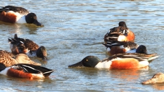 DSCN7031：ハシビロガモ