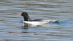 DSCN0812：コウライアイサ