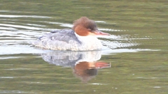 DSCN3518：カワアイサ（メス）