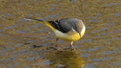 DSCN7490：キセキレイ