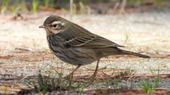 DSCN8198：ビンズイ