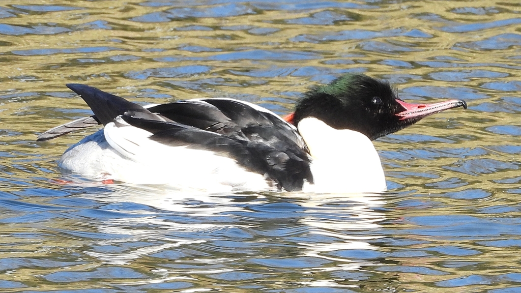 DSCN1849：カワアイサ（オス）