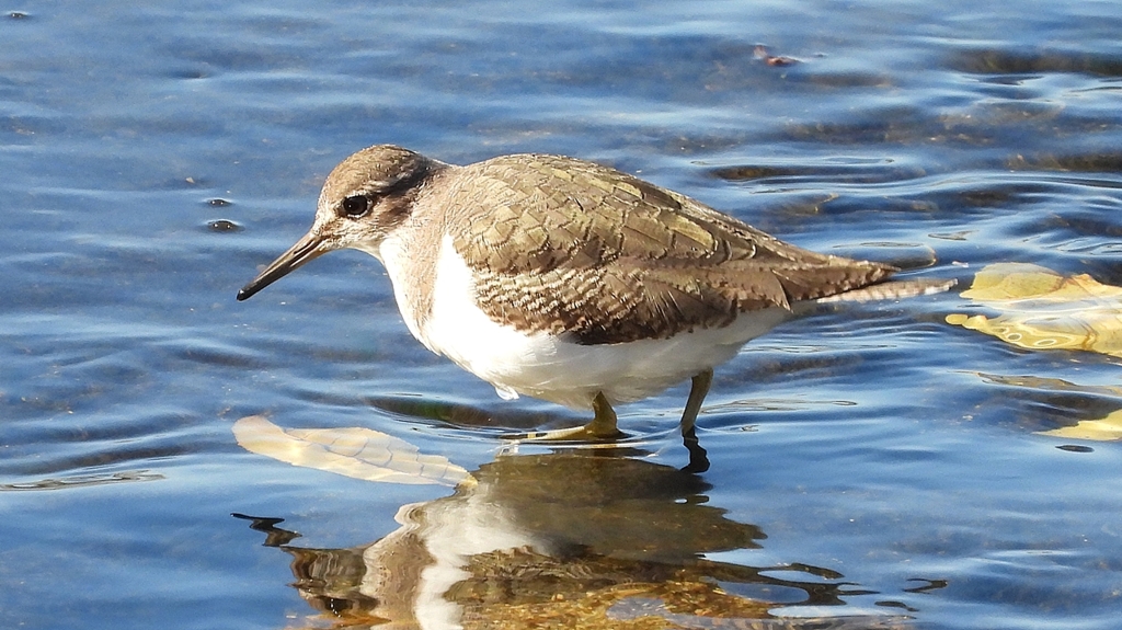 DSCN1187：イソシギ