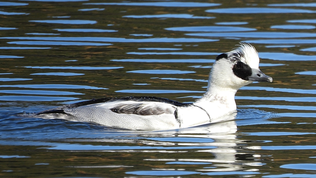 DSCN4894：ミコアイサ（オス）