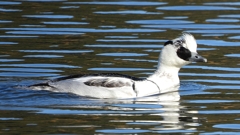 DSCN4894：ミコアイサ（オス）