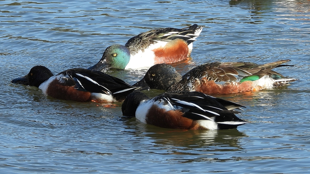 DSCN7015：ハシビロガモ