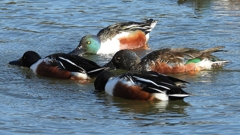 DSCN7015：ハシビロガモ