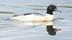 DSCN3109：カワアイサ（オス）