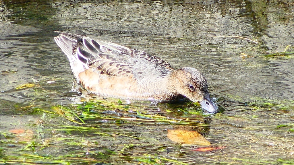 P2350038：ヒドリガモ