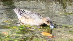 P2350038：ヒドリガモ