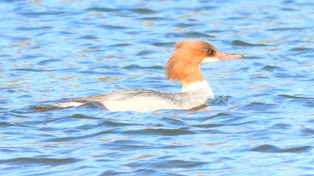 DSCN5892：カワアイサ