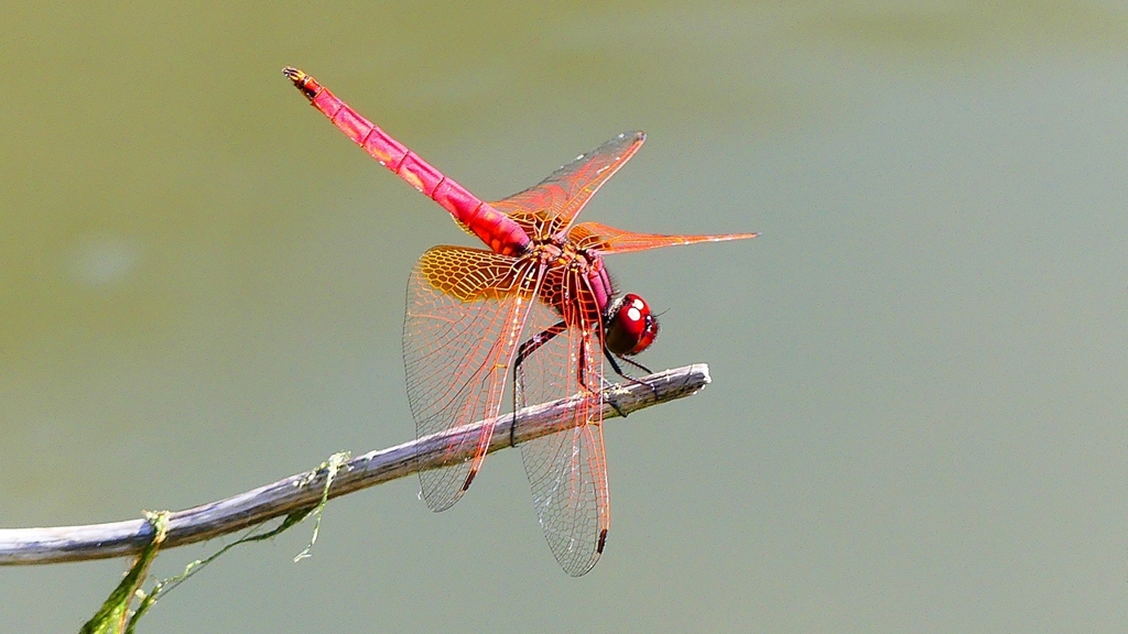 P2300820：ベニトンボ（オス）