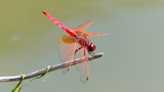 P2300820：ベニトンボ（オス）