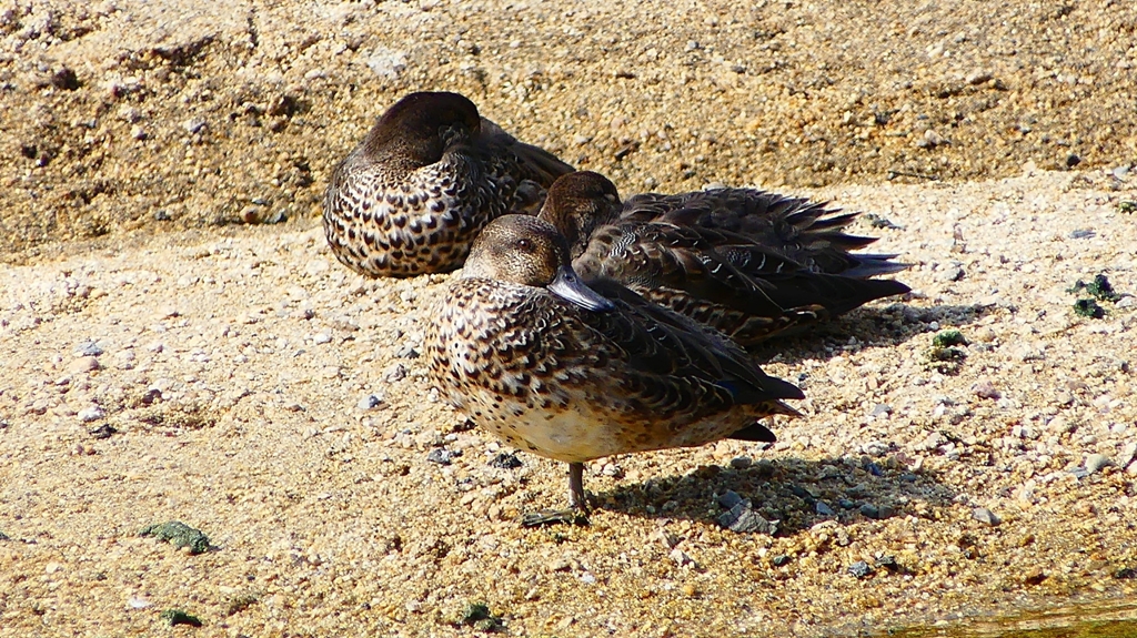 P2350882：コガモ