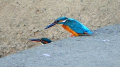 P2320104：カワセミ