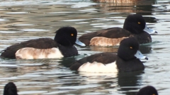 DSCN7154：キンクロハジロ