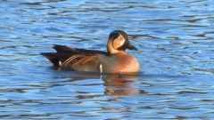 DSCN7868：トモエガモ（オス）