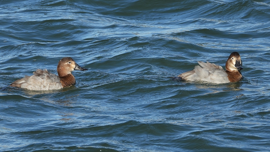 DSCN1029：ホシハジロ（メス）