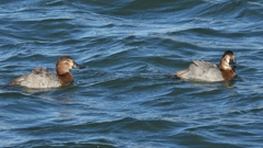 DSCN1029：ホシハジロ（メス）