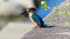 P2270313:カワセミ(オス) P2270313:カワセミ(オス)