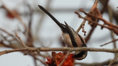 DSCN8500：エナガ