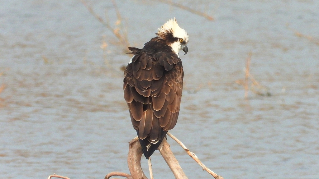 DSCN7344：ミサゴ