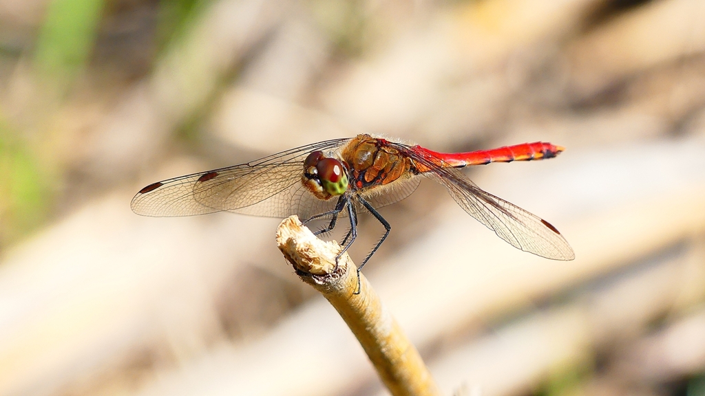 P2330466：アキアカネ（オス）