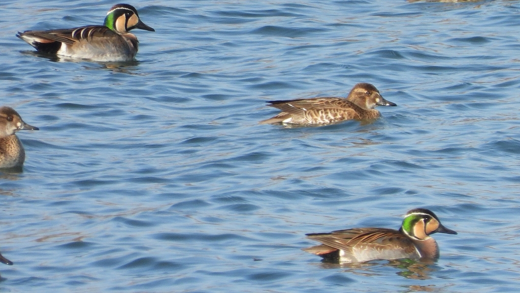 DSCN1088：トモエガモ